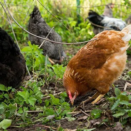 Gutshof Langensee, Scheunenblick