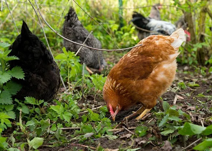 Gutshof Langensee, Scheunenblick